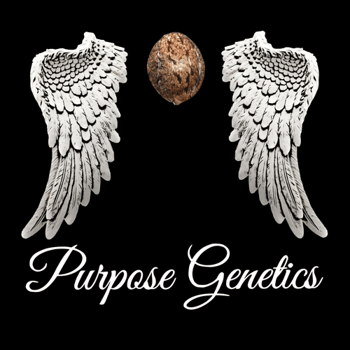 Purpose Genetics and Seeds for Vets