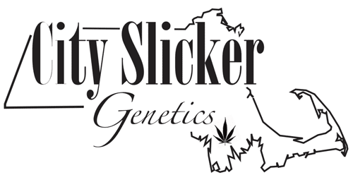 City Slickers Genetics