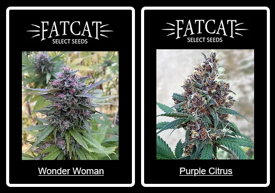 Select Your Seeds With FatCat Select Seeds at the HighLifeStyle Show